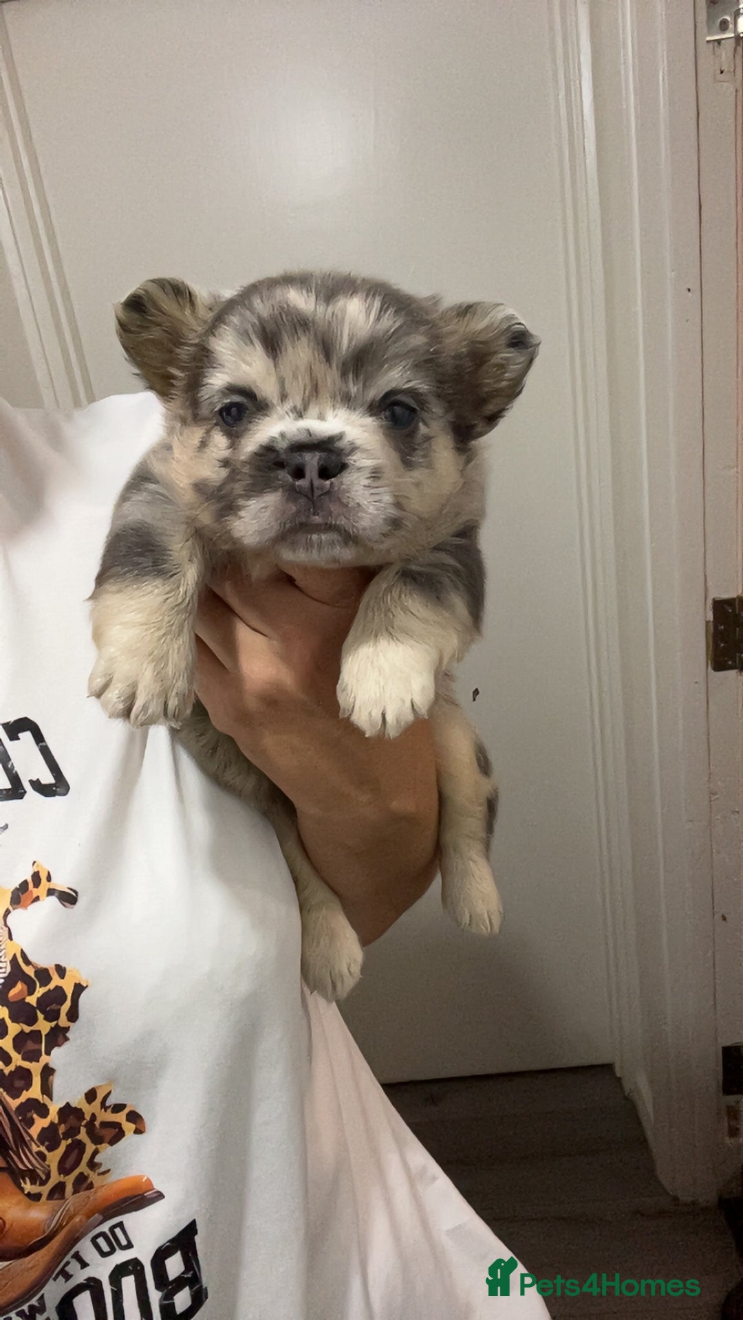 French Bulldog dogs for sale: Beautiful fluffy French bulldogs  - Image 11