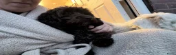 Cockapoo dogs for sale: F1b cockapoo - Advert 5