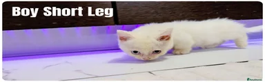 Short leg boy