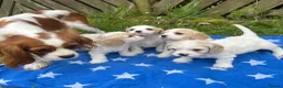 Cavachon dogs for sale: Cavachon puppies - Advert 4
