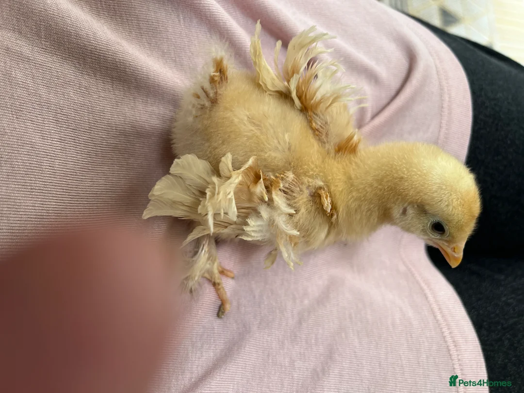 Chickens poultry for sale: 🐣Pekin Chicks and Silkie Chicks🐣 mixed colours  - Advert 5