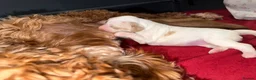 Australian Labradoodle dogs for sale: Exceptional Australian Labradoodles - Advert 21