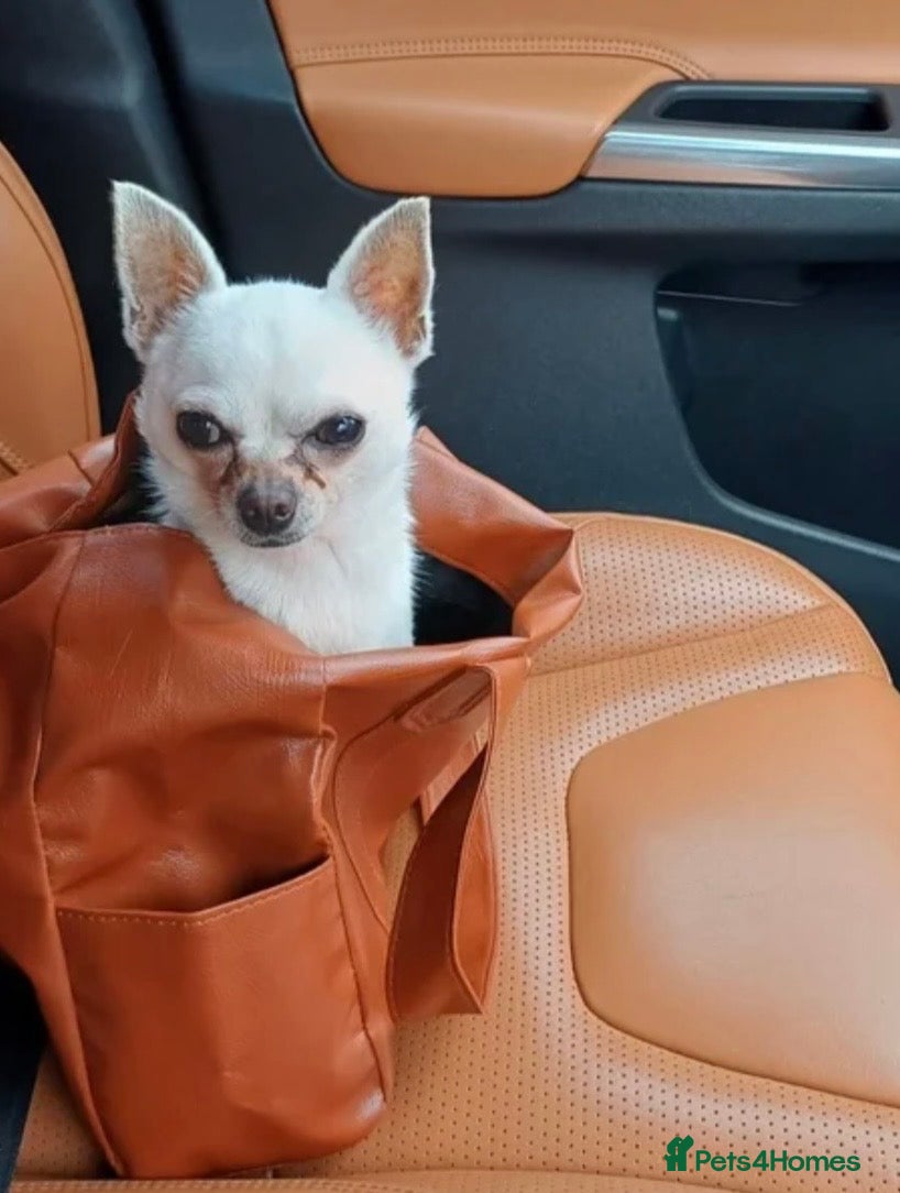 Chihuahua dogs 2 Year Old Chihuahua For Sale - Advert 1