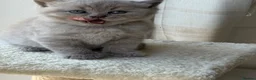 British Shorthair cats for sale: 💜 Lilac BSH Boys – Ready for Their Forever Homes in Dartford - Advert 11