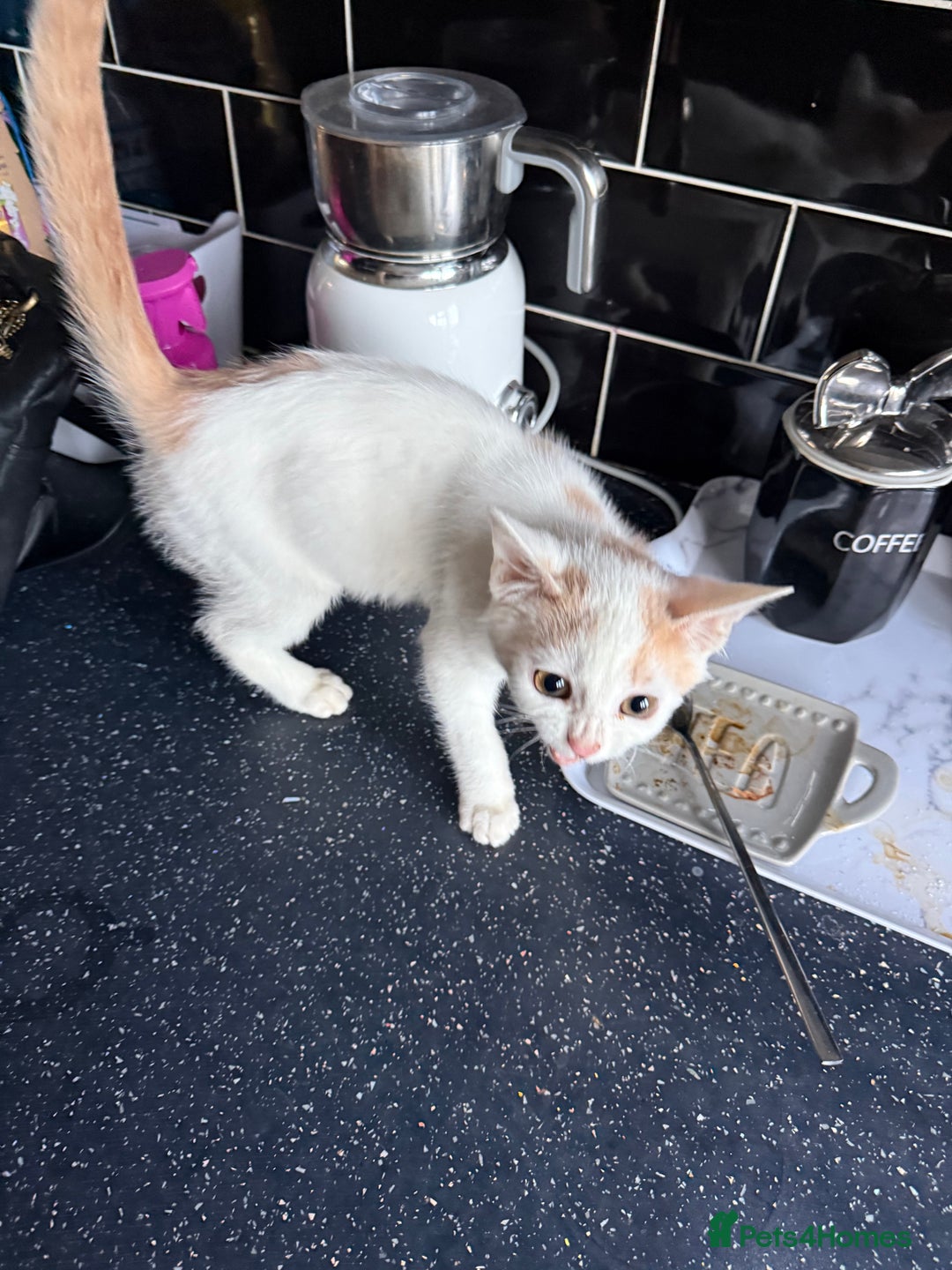Mixed Breed cats for sale: STUNNNIING RED AND WHITE KITTEN - Advert 10
