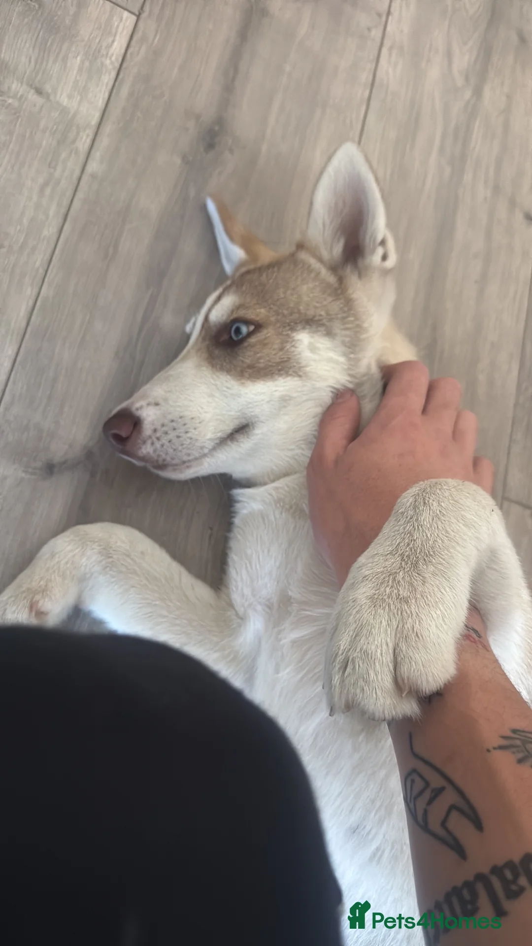 Siberian Husky dogs for sale: Beautiful Siberian Husky - Advert 4