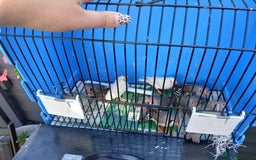 Finches birds for sale: Various finches - Image 6