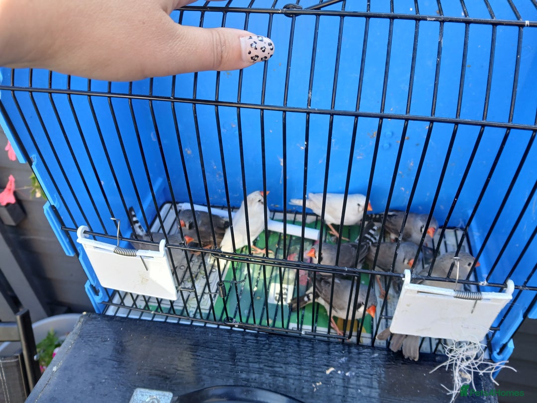 Finches birds for sale: Various finches - Image 6
