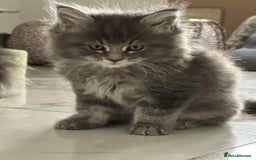 Maine Coon cats for sale: Stunning Mainecoon Kittens - Image 8