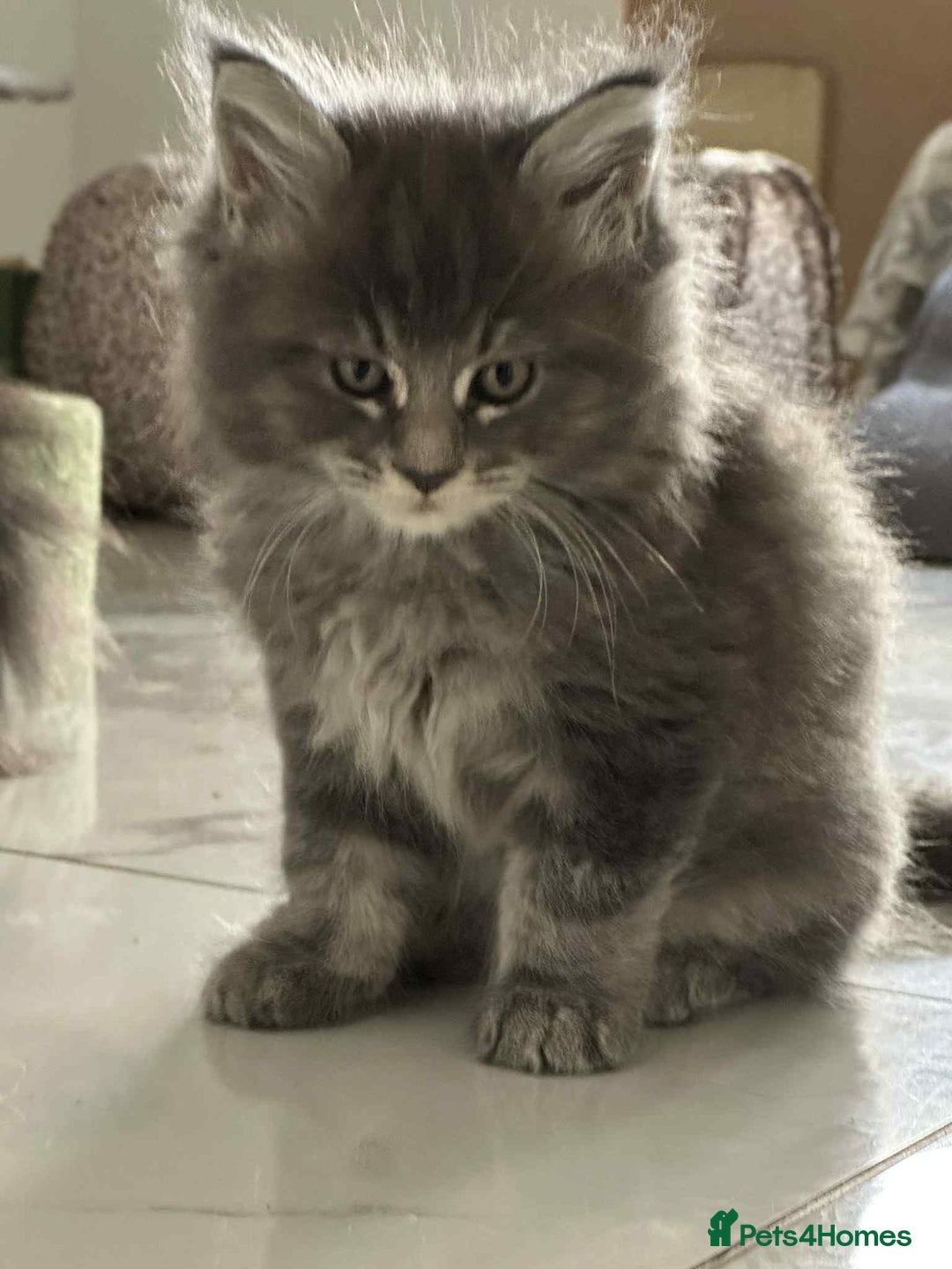 Maine Coon cats for sale: Stunning Mainecoon Kittens - Image 8