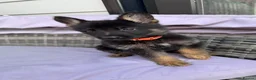 German Shepherd dogs for sale: 10 beautiful German shepherd puppies - Advert 8