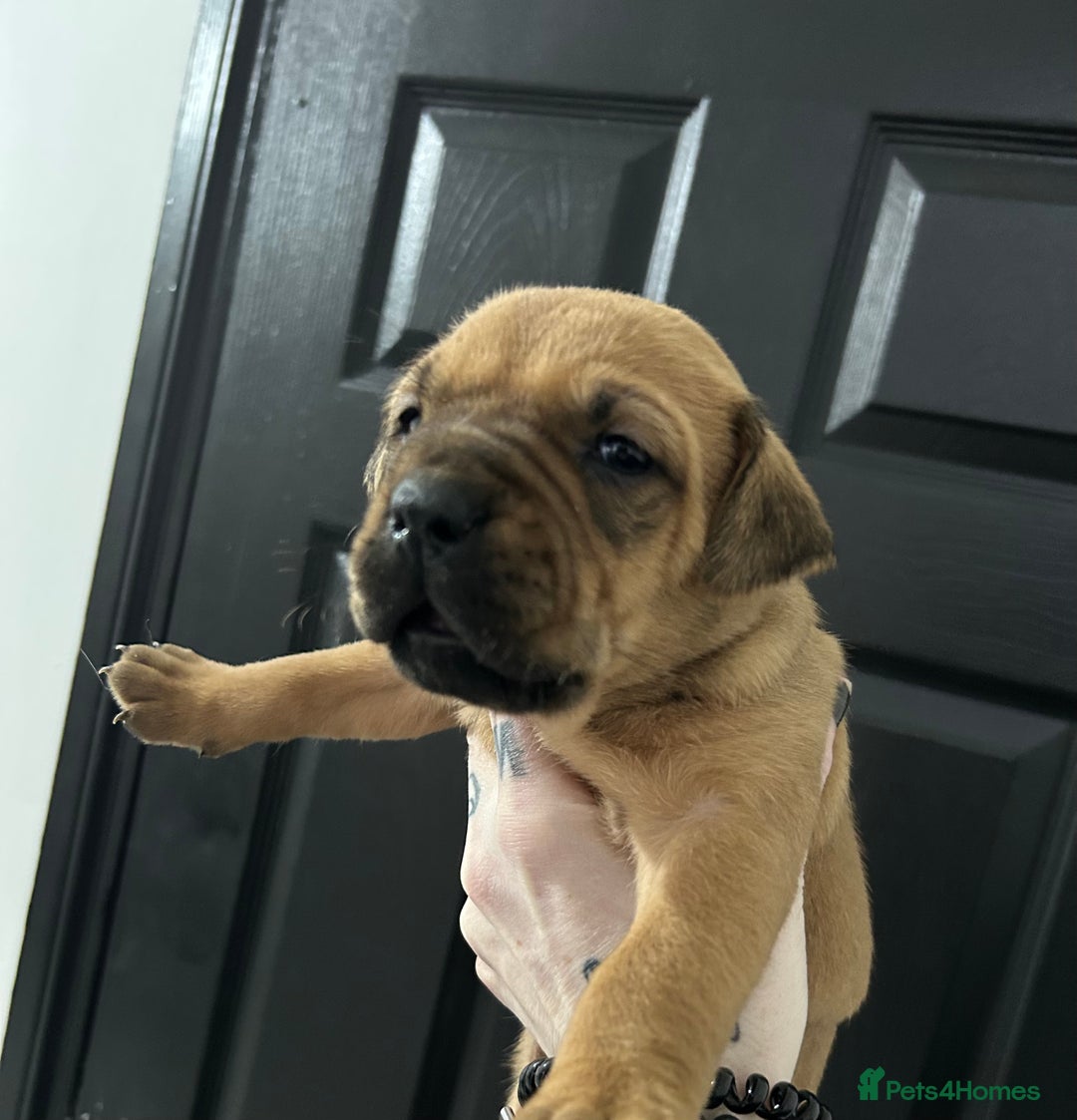 Mixed Breed dogs for sale: A beautiful litter of Rottweiler/staff/mastiffs - Advert 23