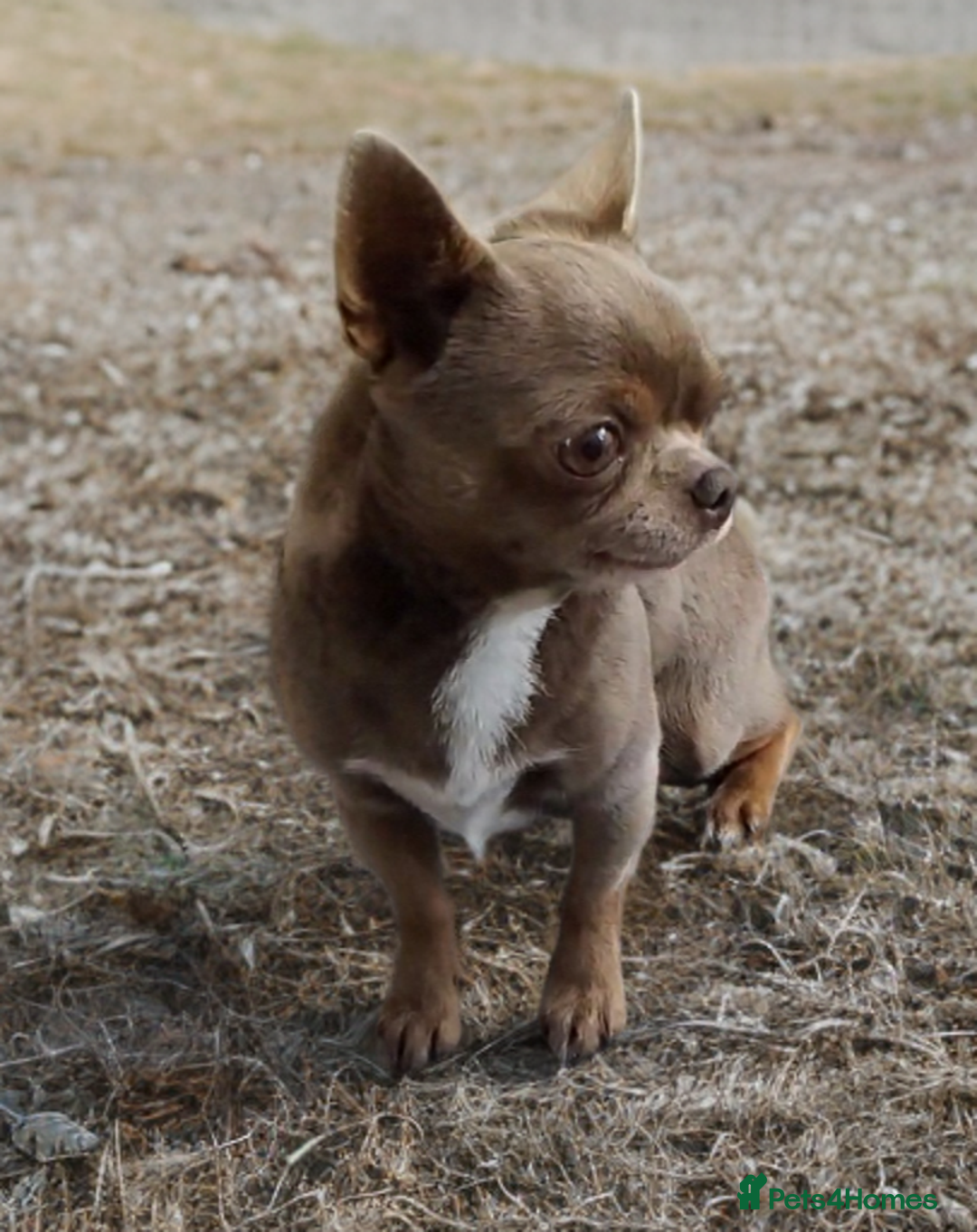 Chihuahua dogs for stud: KC reg - Health tested - PROVEN  - Advert 19