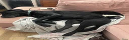 Mixed Breed dogs for sale: Black curly coated Labrador in Fleetwood - Advert 5