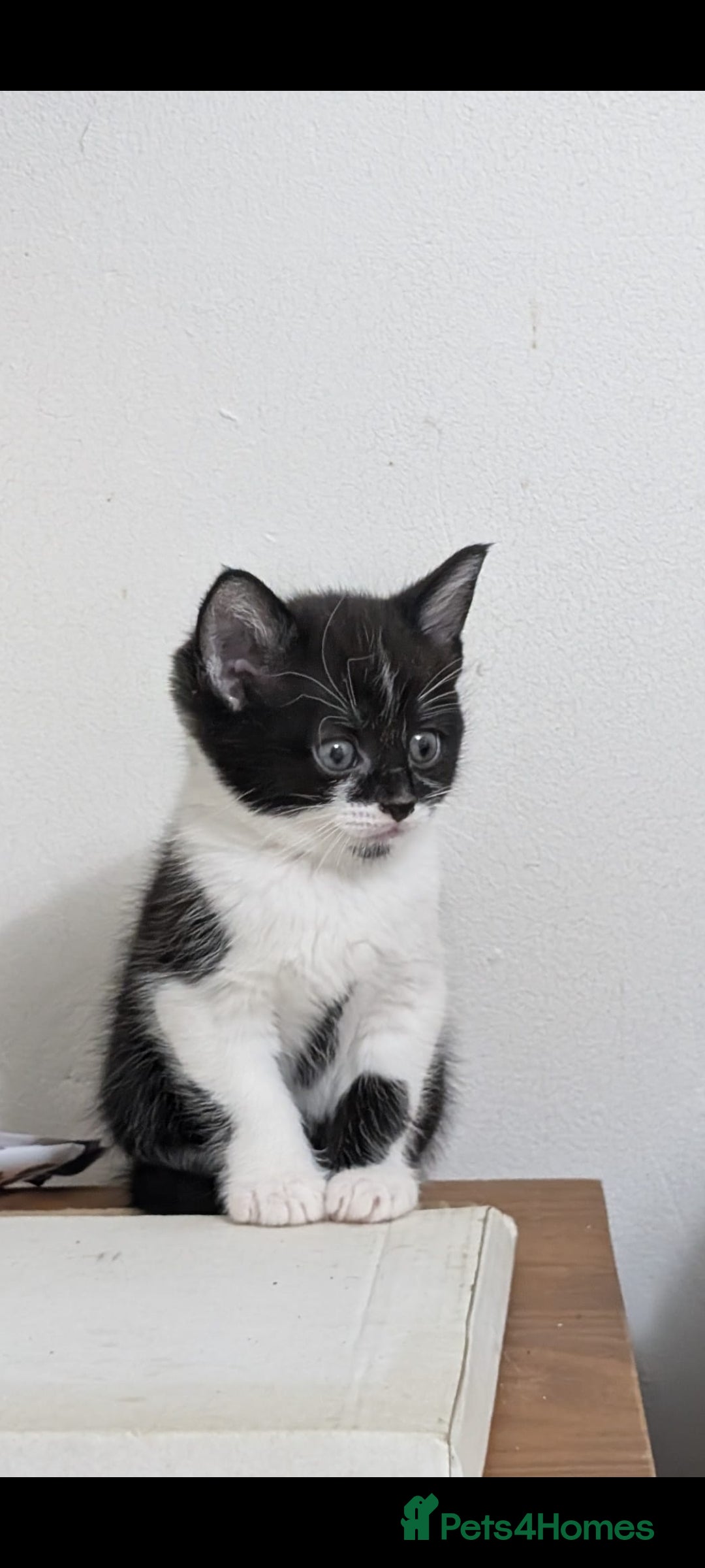 Mixed Breed cats for sale: Beautiful 8 week kittens for sale - Advert 6