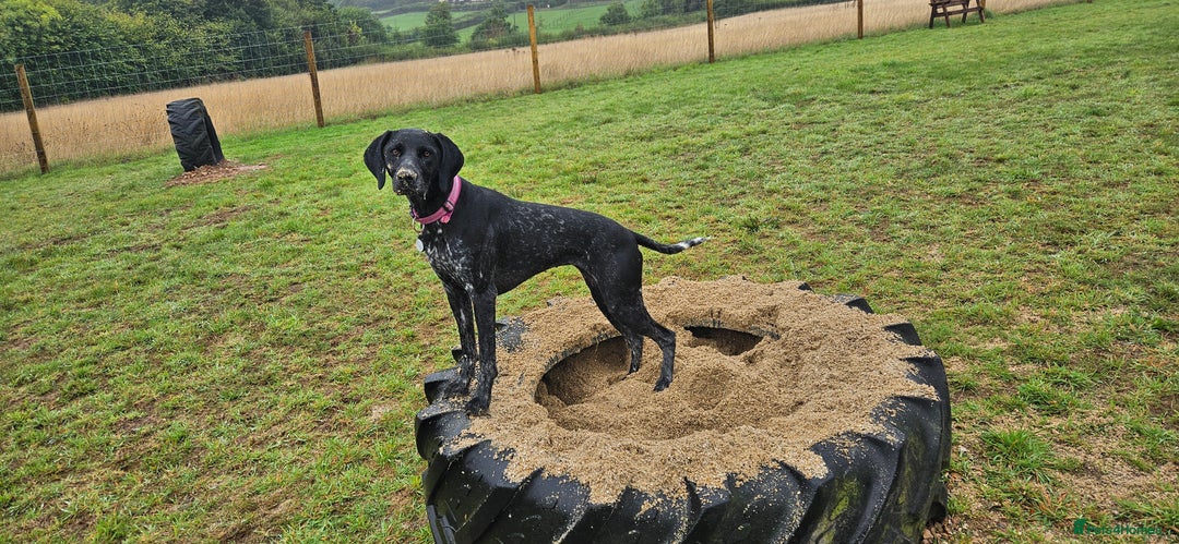 German Shorthaired Pointer dogs for sale: Rehoming- (pending visit Saturday) - Advert 3
