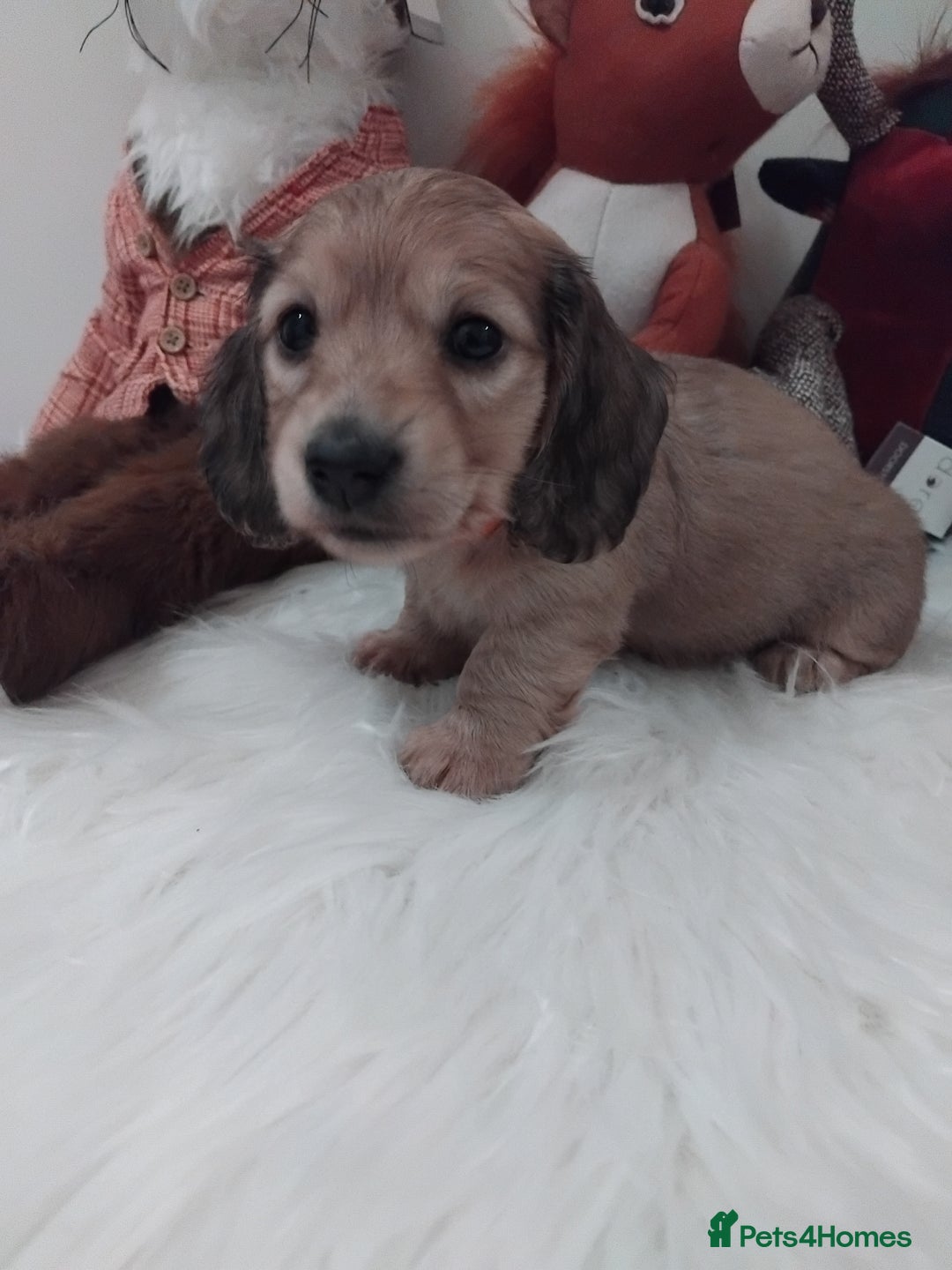 Miniature Dachshund dogs for sale: Miniture long haired dachshund puppies for sale  - Advert 2