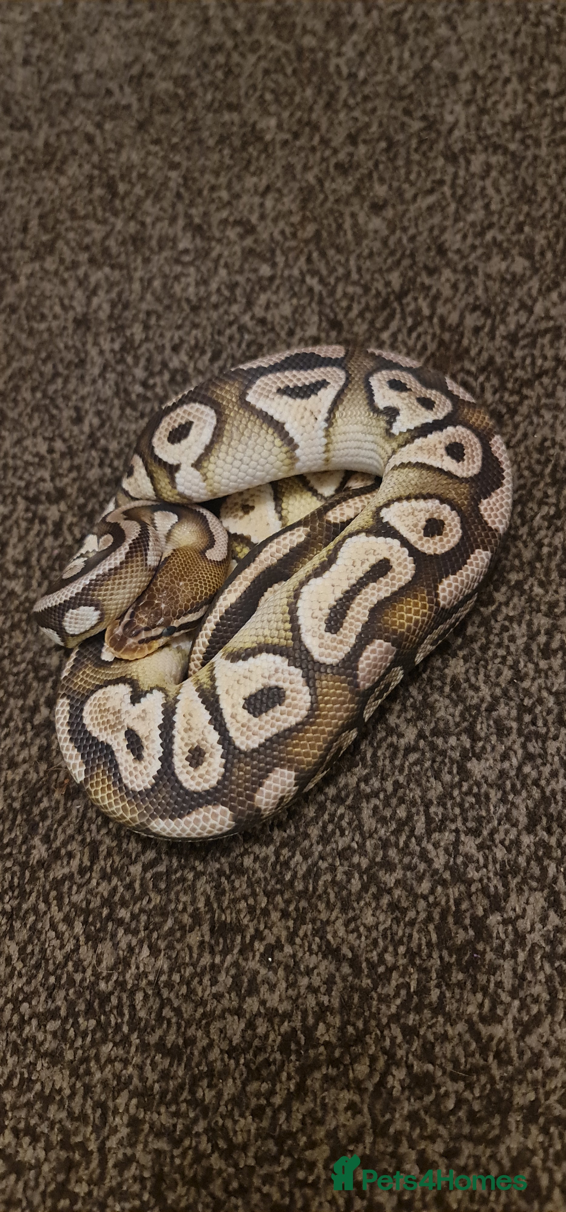 Python Snake reptiles Cinnamon Ballpython  - Advert 2