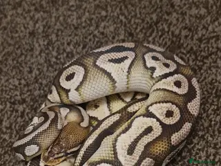 Python Snake reptiles Cinnamon Ballpython - Advert 2