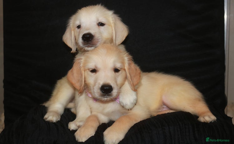 Golden Retriever dogs - Advert 13