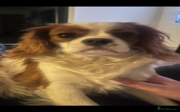 Cavapoo dogs for sale: CAVAPOO’s toy size (reds) - Image 5