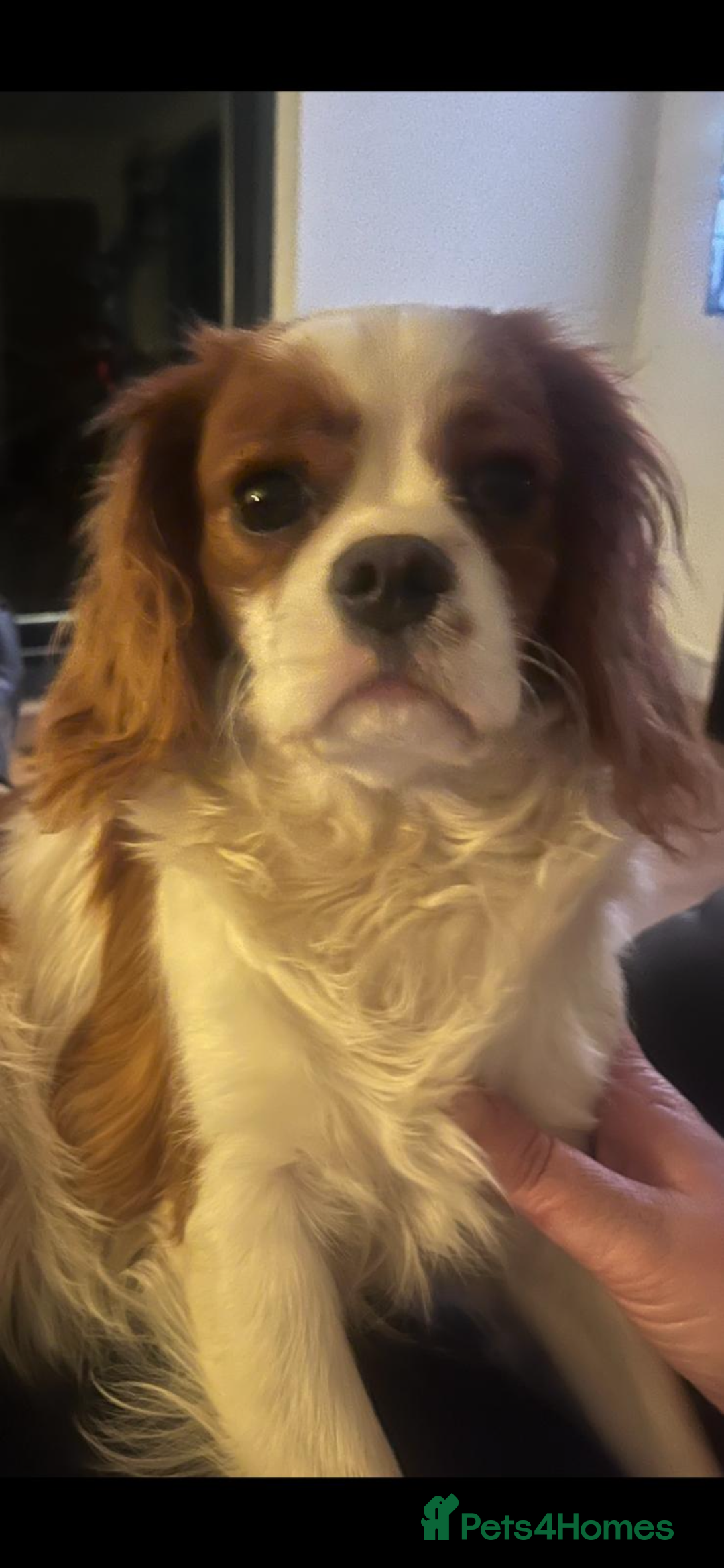 Cavapoo dogs for sale: CAVAPOO’s toy size (reds) - Image 5