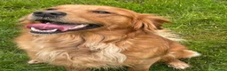 Golden Retriever dogs for sale: PERFECT LITTER KC REG HEALTH TESTED GOLDENS - Advert 6