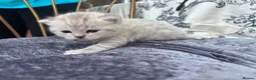 British Shorthair cats for sale: Exquisite British shorthair kittens - Advert 9