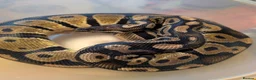 Python Snake reptiles for sale: Royal pythons - Advert 9