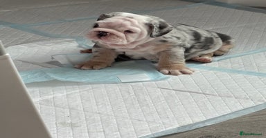 English Bulldog dogs - Advert 12