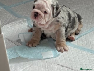 English Bulldog dogs - Advert 23