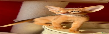 Abyssinian Kitten 5