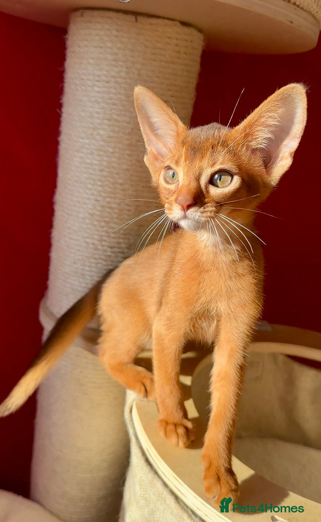 Abyssinian cats for sale: Gorgeous Abyssinian Kittens  Ready December 2025 - Advert 15