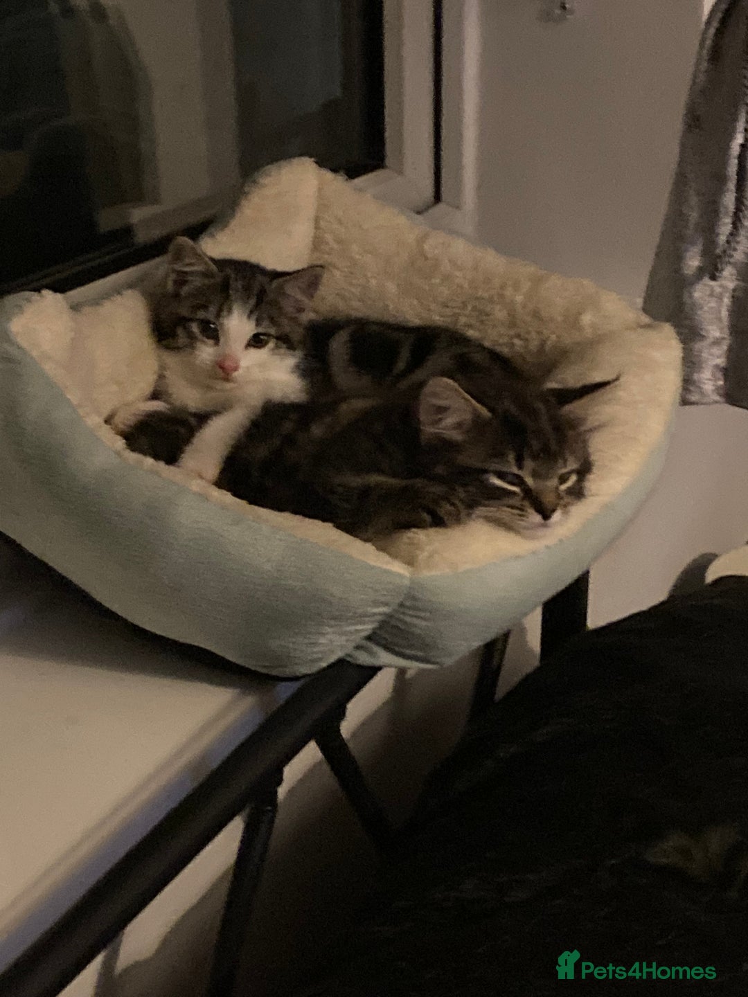 Mixed Breed cats for sale: 2 x 11 week old Female Kittens must go together!  - Image 12