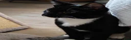 Mixed Breed cats for sale: Beautiful 5 months male cat looking for  home  - Advert 2
