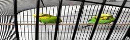 Budgerigars birds for sale: Beautiful Home Bred Young Budgies - Advert 5