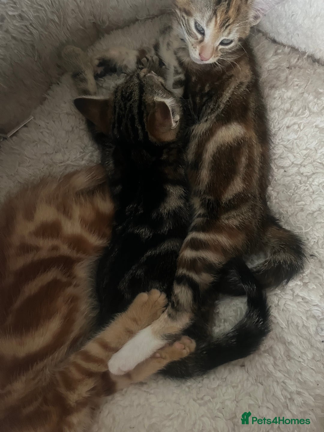 Mixed Breed cats for sale: Kittens ready for new homes - Image 6