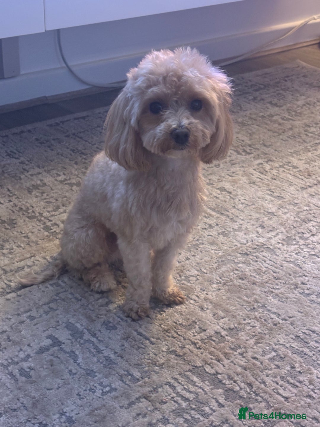 Maltipoo dogs for stud: Teddy - Stud in Bury - Advert 3