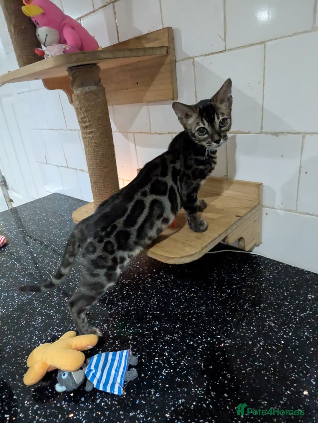 Bengal cats for sale: 🔥✨Pedigree TICA-Registered Bengals - Advert 14