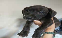 Mixed Breed dogs for sale: Lurcher cross begel  - Image 2