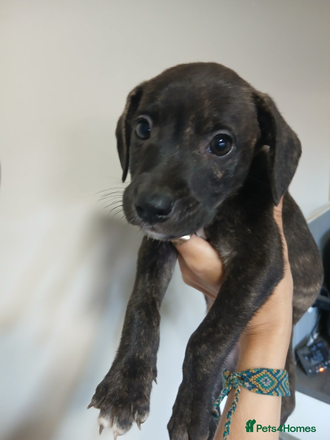 Mixed Breed dogs for sale: Lurcher cross begel  - Image 2