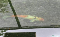 Koi Carp fish for sale: Various large carp available - Pond Closure  - Image 10