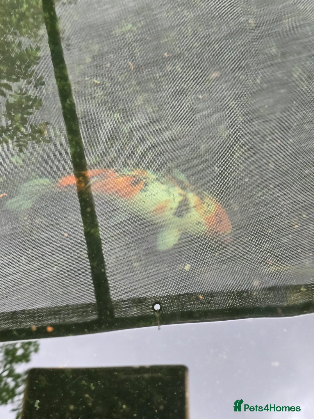 Koi Carp fish for sale: Various large carp available - Pond Closure  - Image 10