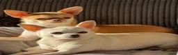 Chihuahua dogs for sale: Chihuahua Puppies - Advert 22