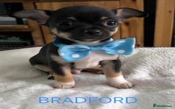 Chihuahua dogs for sale: KC Registered Apple Head Chihuahuas  - Image 3