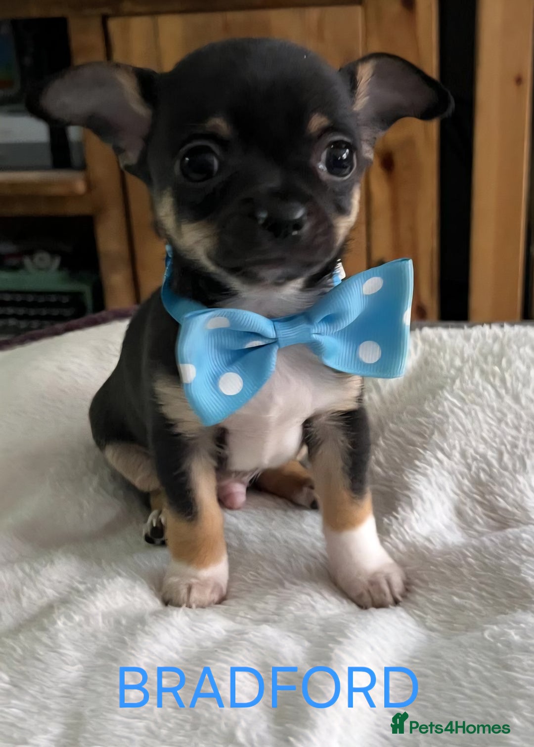 Chihuahua dogs for sale: KC Registered Apple Head Chihuahuas  - Image 3