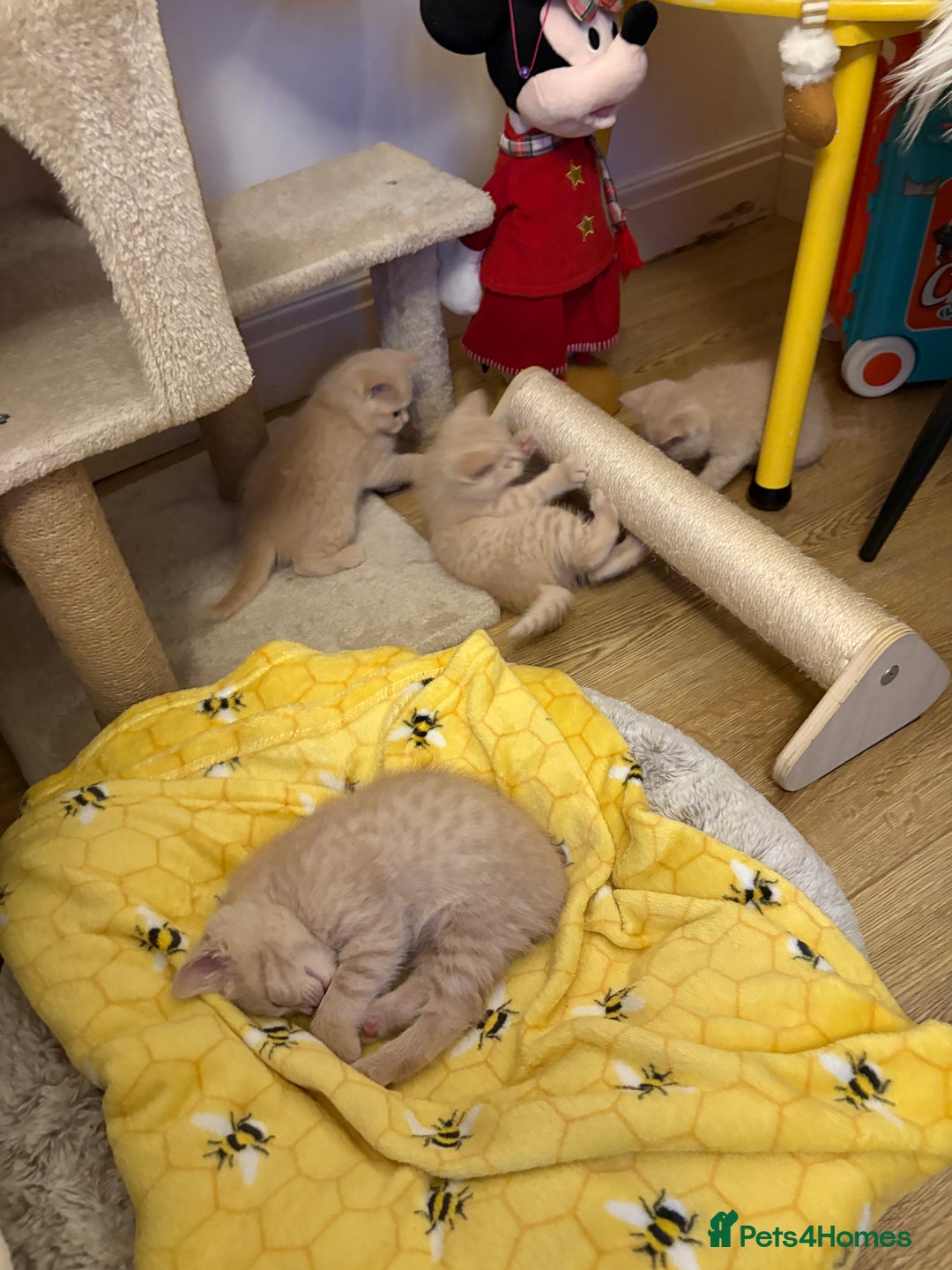 British Shorthair cats for sale: British Shorthair kittens – home raised  - Advert 9