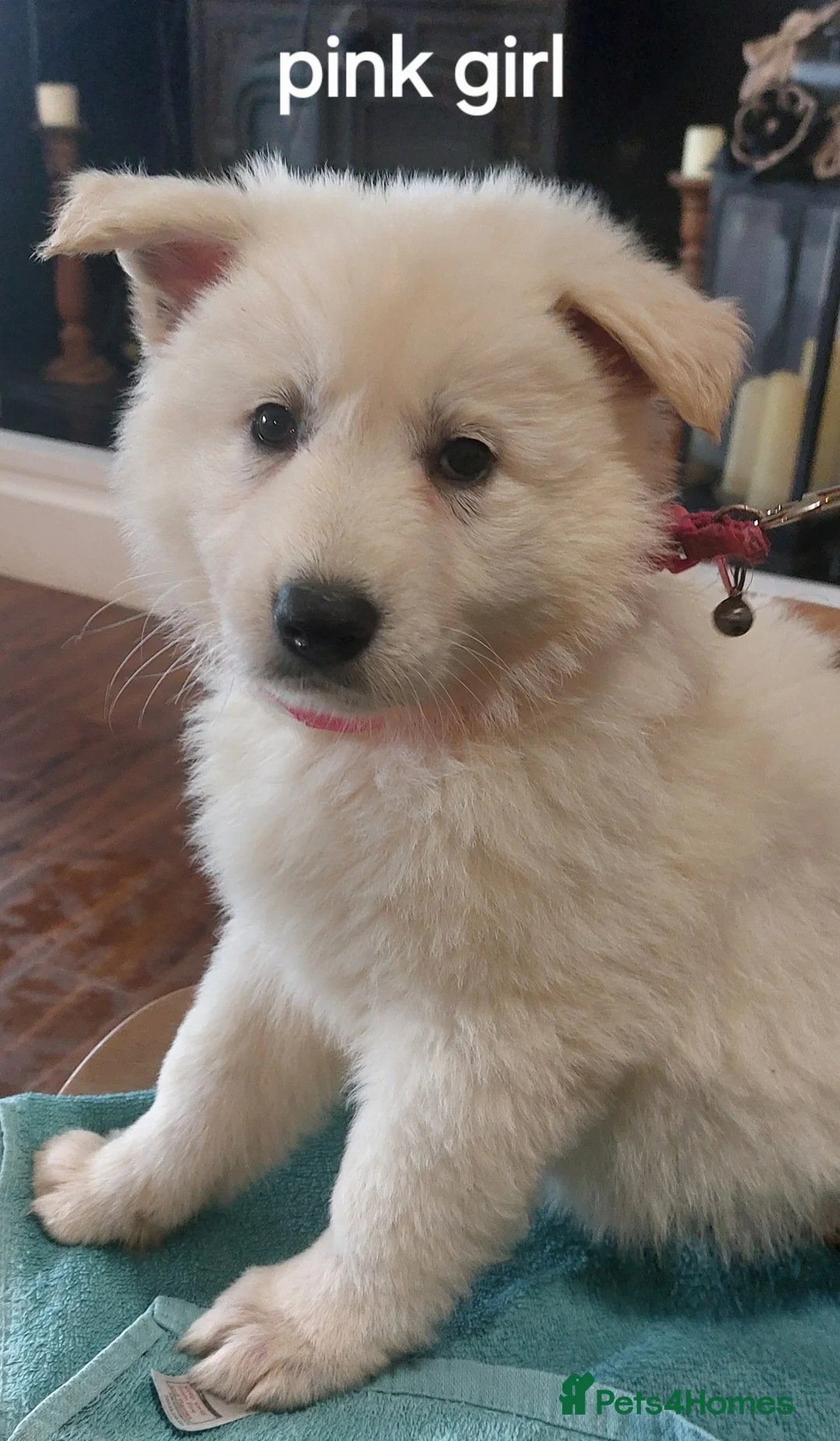 White Swiss Shepherd dogs for sale: Gorgeous white swiss shepherd puppies  - Advert 10