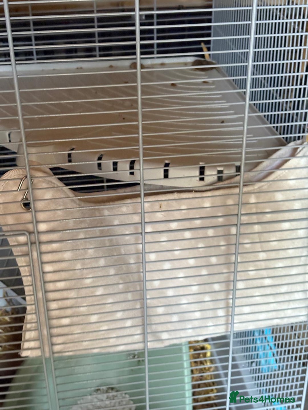 Ferret rodents for sale: 1 boy 1 girl ferrets  - Image 6