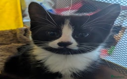 Domestic Shorthair cats for sale: Our last Girl, Playfull & loving, Well handled* - Image 16